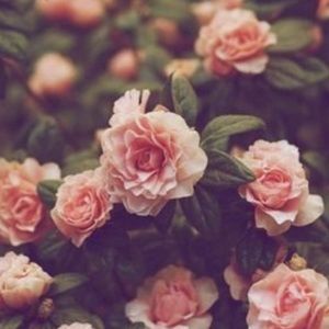 Meet your Posher, CJ